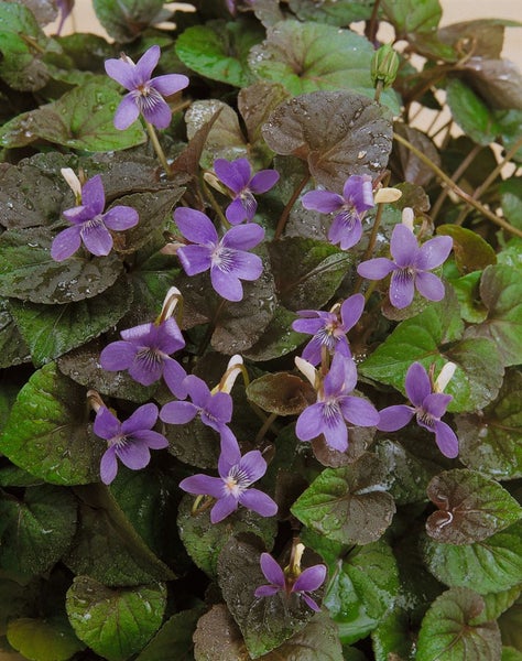 Viola labradorica, Labradorveilchen, violett, ca. 9x9 cm Topf