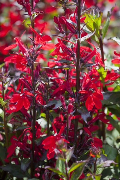Lobelia x speciosa 'Fan-Scharlach', scharlachrot, ca. 9x9 cm Topf