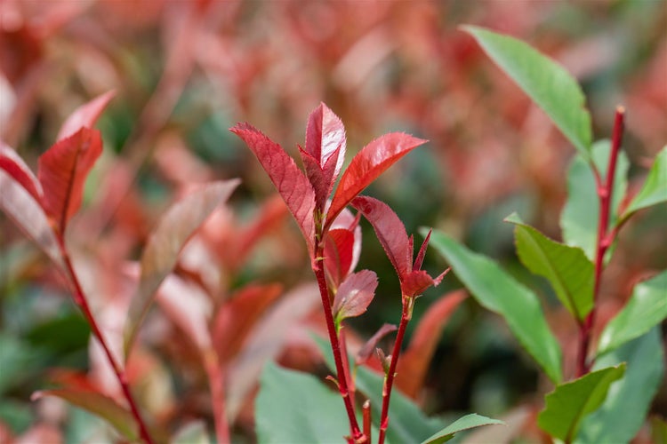 Photinia fraseri 'Devil's Dream'®, Glanzmispel, rot, 40–60 cm