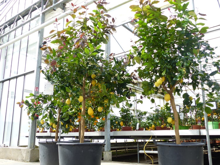 Zitrus Zitronenbaum 200 - 230 cm Zitrone Citrus Limon Zitruspflanze - purer Zitrusduft