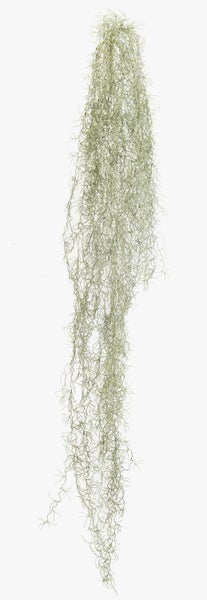 Nahaufnahme einer Kunstpflanze mit grünen und braunen Stielen in einem schwarzen Kunststofftopf.