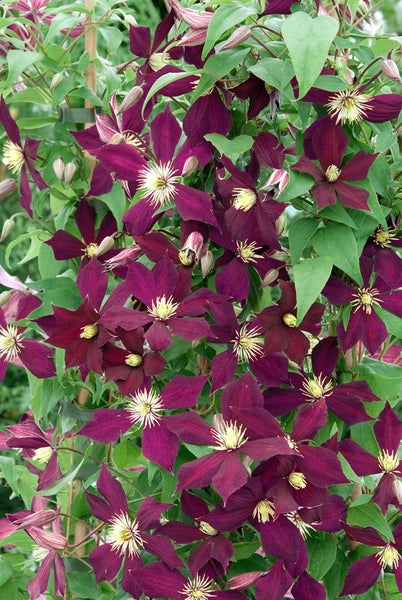 Clematis viticella 'Mikelite', Italienische Waldrebe, 40–60 cm, violett