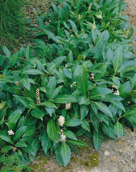Prunus laurocerasus 'Herbergii', Kirschlorbeer, immergrün, 80–100 cm