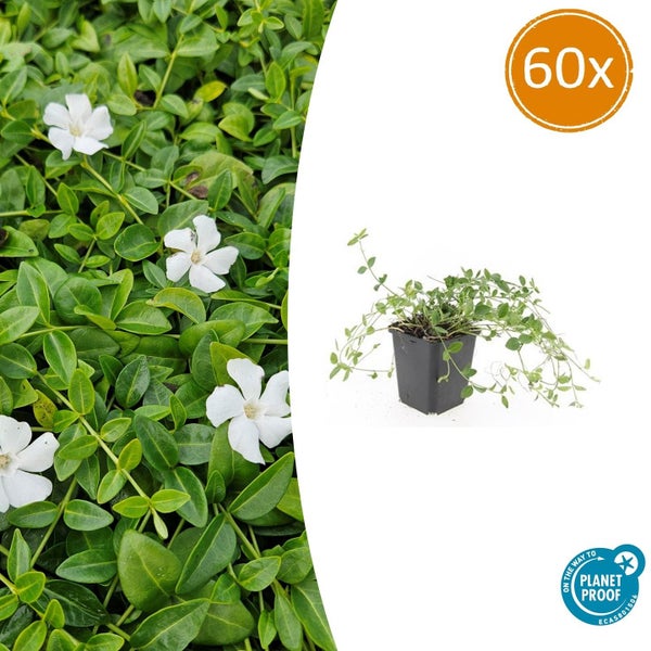60 Stück Kleines Immergrün Vinca minor Alba im Topf, Bodendecker mit grünen Blättern und weißen Blüten, Planet Proof Logo.