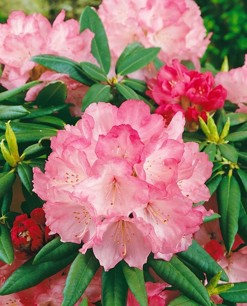 Rhododendron yakushimanum 'Barmstedt', rosa Blüten, 20–25 cm