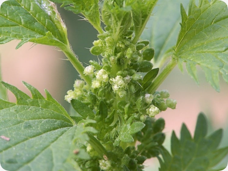 SAFLAX  - Brennnessel - Urtica urens - 150 Samen