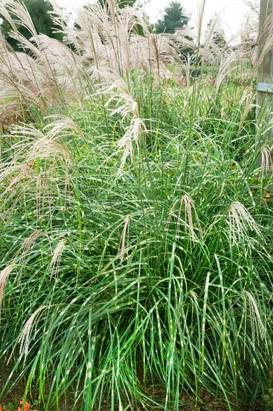 Miscanthus sinensis 'Little Zebra', Ziergras, gestreift, 3-5 Liter Container
