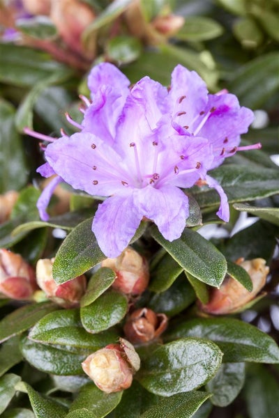 Rhododendron impeditum 'Blue Tit', Zwerg-Rhododendron, blau, 20–25 cm