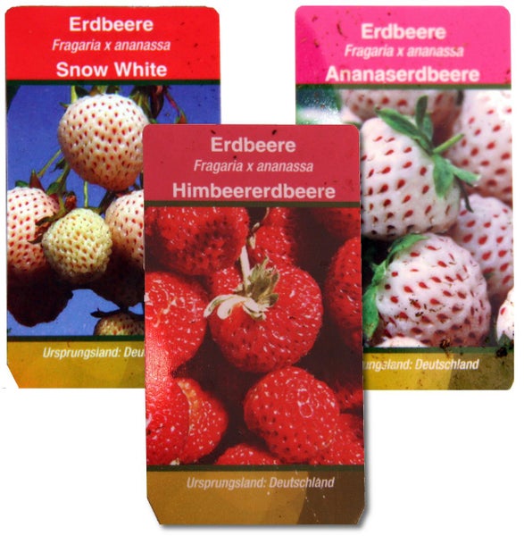 Ausgefallene Erdbeer-Sorten 3 Pflanzen Weisse ErdbeereSnow White Ananas-Erdbeere Himbeer-Erdbeere