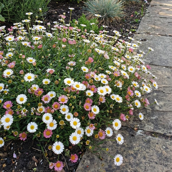 Spanisches Gänseblümchen in einem Gartenbeet neben einem Steinweg. Die Pflanze hat weiße und rosa Blüten mit gelber Mitte.