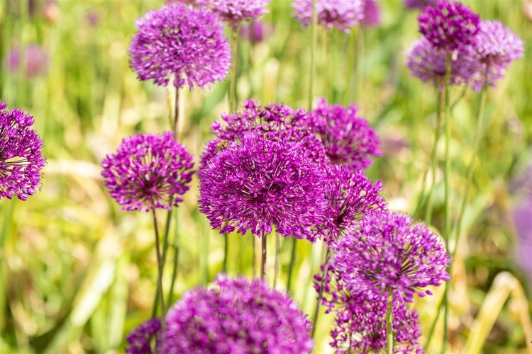 Allium aflatunense 'Purple Sensation', Zierlauch, violett, ca. 11x11 cm Topf