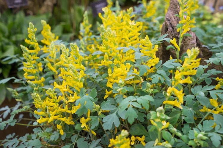 Corydalis cult. 'Canary Feathers', Lerchensporn, gelb, ca. 9x9 cm Topf