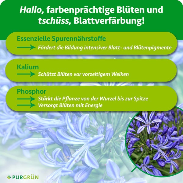 Purgrün Agapanthus Dünger, 1 Liter Konzentrat für circa 200 Liter Gießwasser, mit Dosierkappe für einfache Anwendung und Agapanthus Blüten.