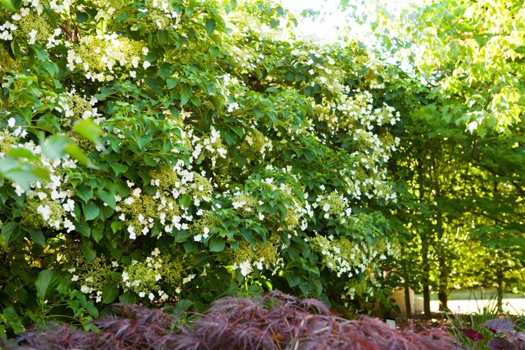 Hydrangea petiolaris, Kletterhortensie, weiß, 125–150 cm