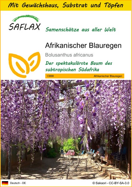SAFLAX Anzucht Set - Afrikanischer Blauregen - Bolusanthus africanus - 15 Samen - Mit Mini-Gewächshaus, Anzuchtsubstrat und 2 Töpfen