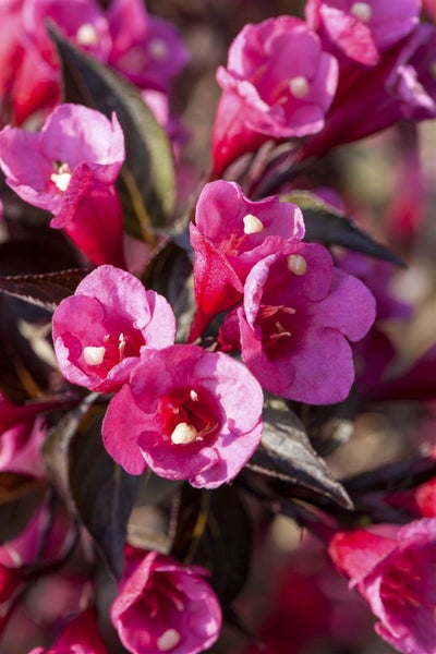Weigela florida 'Victoria', Weigelie, rotblühend, 40–60 cm
