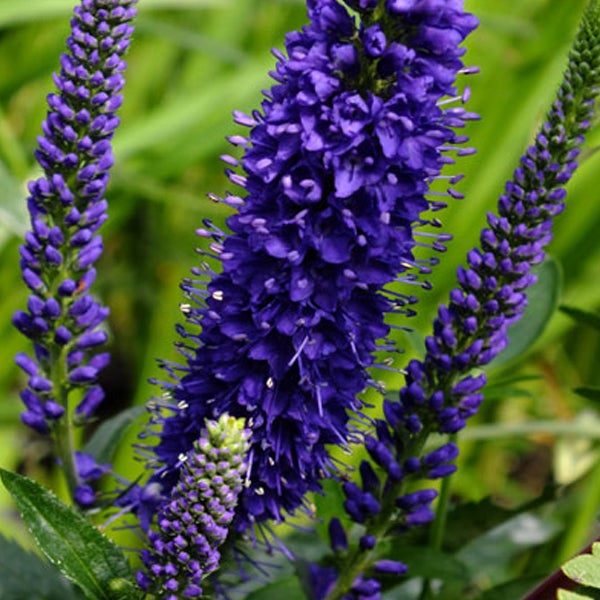 Nahaufnahme von Ehrenpreis Pflanzen im Garten.