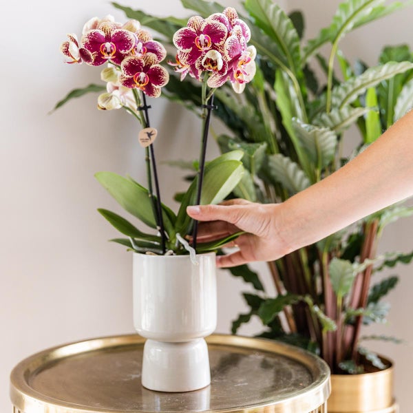 Kolibri Orchids Überraschungsbox einfarbig Pflanzen Vorteilsbox mit 4 verschiedenen Orchideen frisch vom Züchter