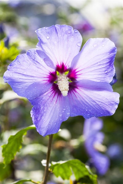 Hibiscus syriacus 'Marina', Gartenhibiskus, blau, 60–80 cm