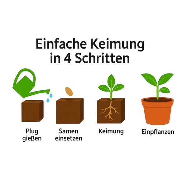 Einfache Keimung in vier Schritten: Plug gießen, Samen einsetzen, Keimung, Einpflanzen.