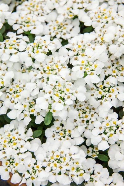 Iberis sempervirens 'Masterpiece', Schleifenblume, weiß, ca. 9x9 cm Topf