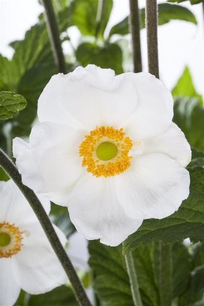 Anemone sylvestris, Schneewindröschen, weiß, ca. 9x9 cm Topf