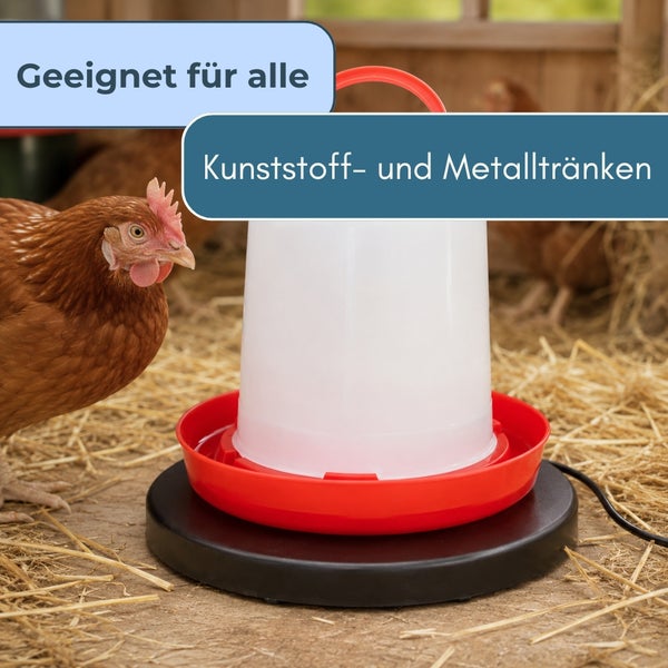 Tränkenwärmer für Geflügel, geeignet für Kunststoff- und Metalltränken, Huhn auf Stroh im Stall.