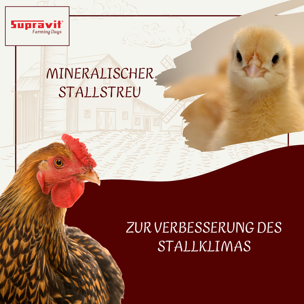 Mineralischer Stallstreu für Hühner zur Verbesserung des Stallklimas mit einem Huhn und Küken, Supravit Logo.