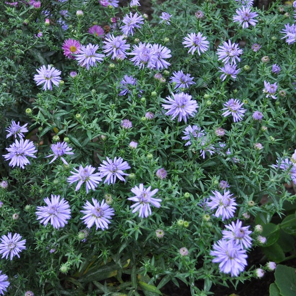 Blühende Aster im Gartenbeet
