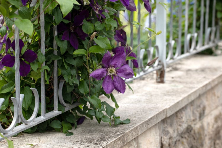 Clematis Hybride 'Jackmanii', Waldrebe, violett, 40–60 cm