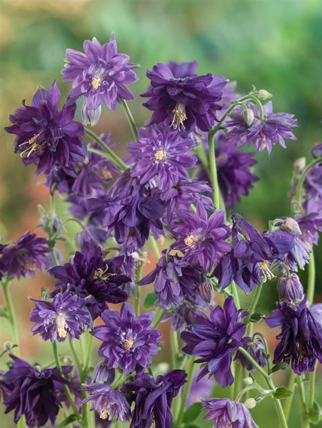 Aquilegia vulgaris 'Blue Barlow', Akelei, blau, ca. 9x9 cm Topf
