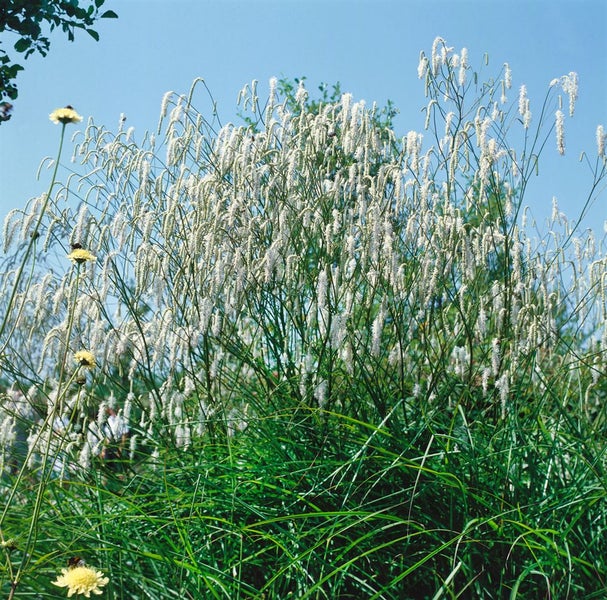 Sanguisorba tenuifolia, Wiesenknopf, ca. 11x11 cm Topf