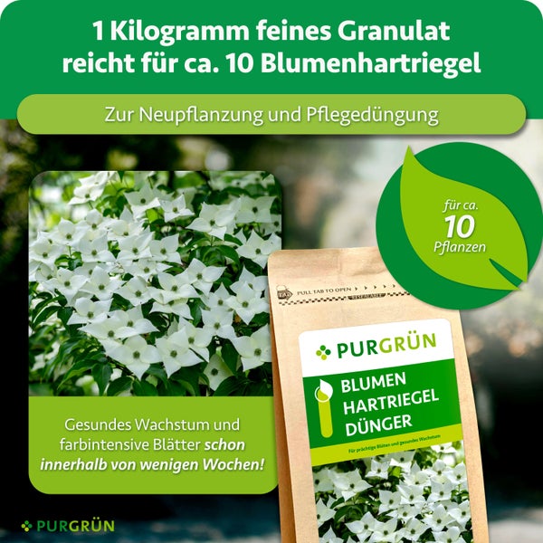 Purgrün Blumenhartriegel Dünger Granulat im Beutel zur Neupflanzung und Pflegedüngung für zehn Pflanzen.