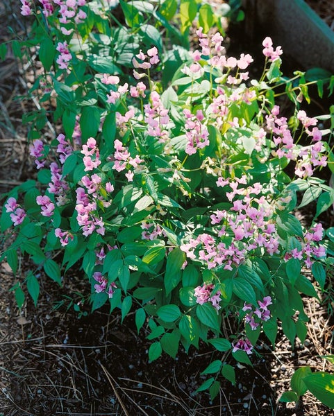 Lathyrus vernus, Frühlings-Platterbse, ca. 9x9 cm Topf, violett-rosa