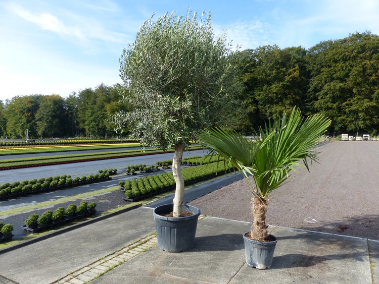 Olivenbaum + XXL Palme im Set, beste Qualität, winterhart, Trachycarpus Olive