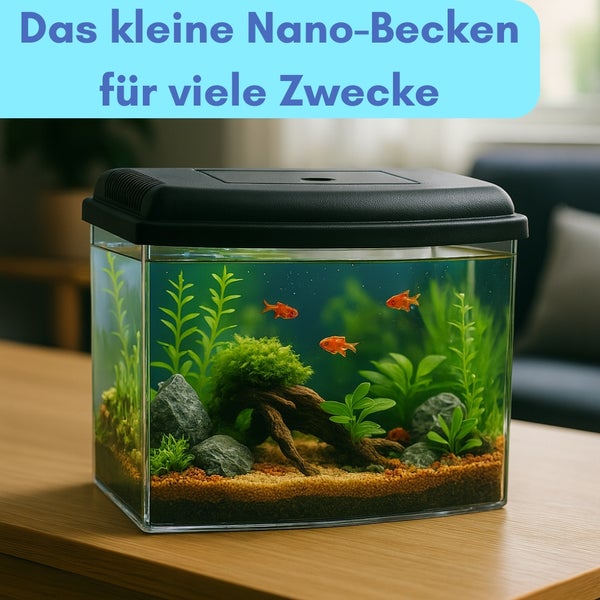 Kleines Nano Aquarium mit Fischen, Pflanzen und Dekoration auf einem Tisch