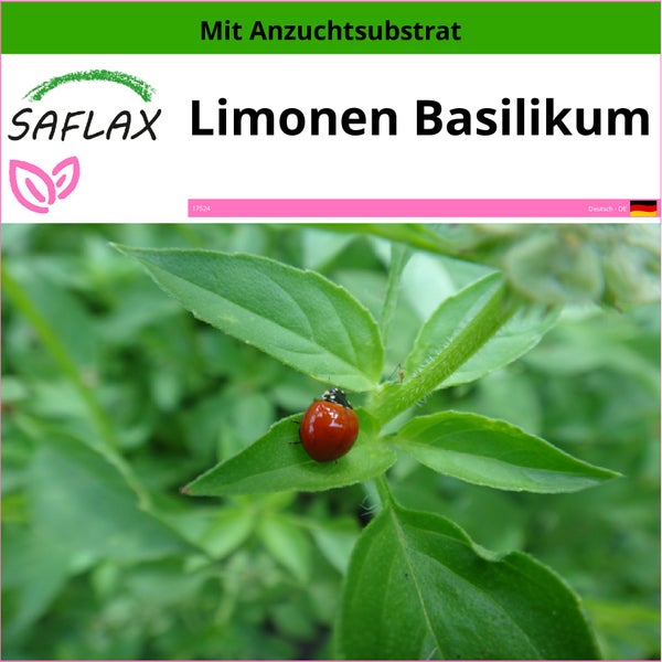 SAFLAX  - Limonen Basilikum - Ocimum citriodorum - 200 Samen - Mit keimfreiem Anzuchtsubstrat