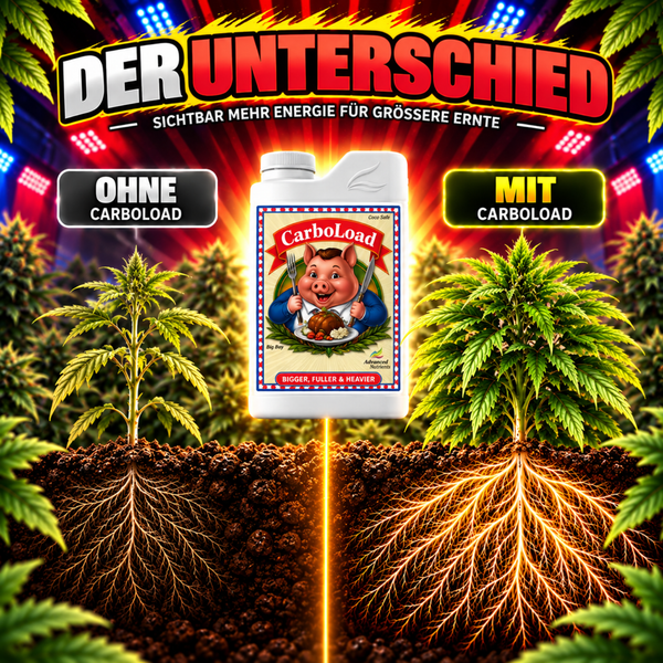 Vergleichsbild für CarboLoad Pflanzendünger zur Verbesserung des Pflanzenwachstums und der Ernteerträge bei Cannabis Pflanzen.
