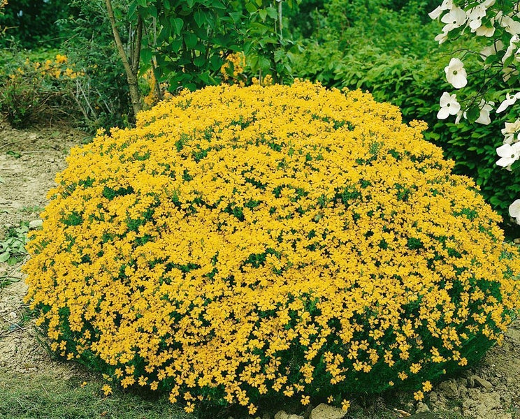Blühender, rund gewachsener Strauch mit einer Vielzahl an kleinen gelben Blüten in einem Garten.