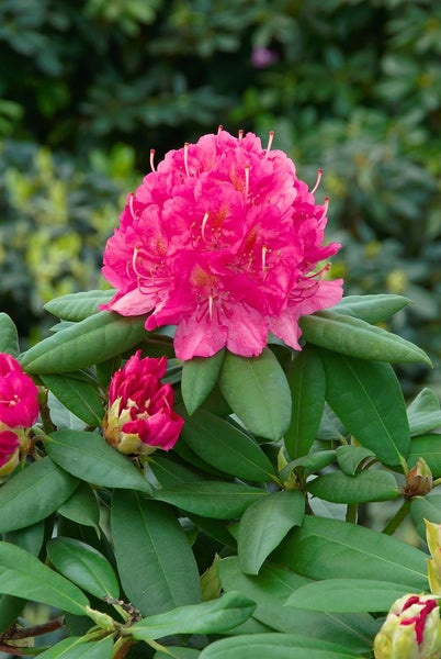 Rhododendron Hybr. 'Catharine van Tol', immergrün, rosa Blüten, 40–50 cm