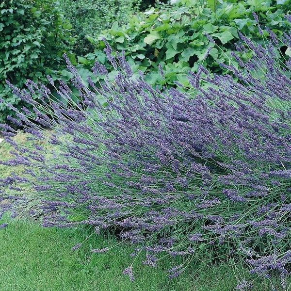 Lavendelstrauch im Garten