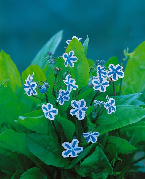 Nahaufnahme von Vergissmeinnichtblüten mit grünen Blättern