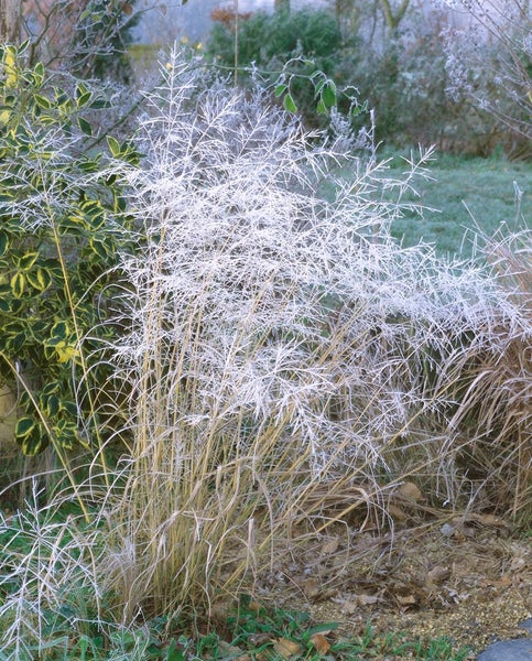 Gras im Garten mit Reif