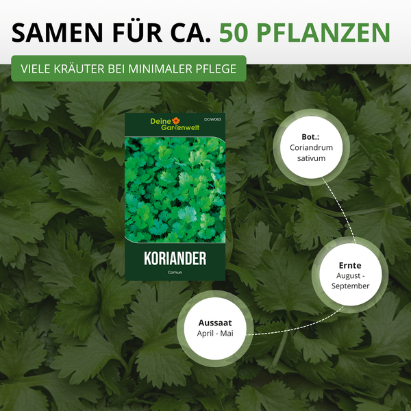 Koriandersamen Coriandrum sativum Deine Gartenwelt für circa 50 Pflanzen, Aussaat April bis Mai, Ernte August bis September.