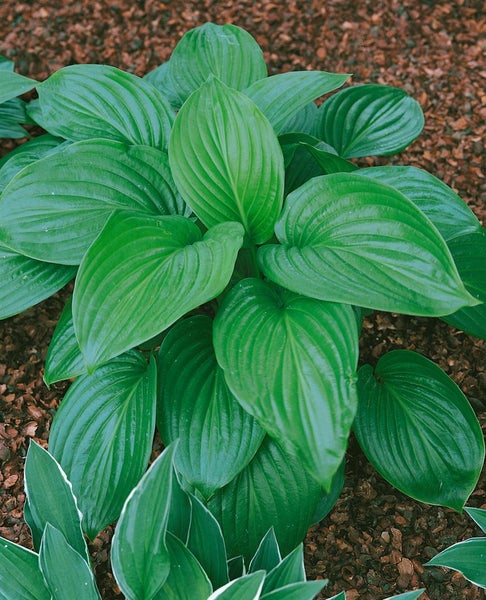 Hosta plantaginea 'Aphrodite', Duftende Funkie, weiß, ca. 11x11 cm Topf