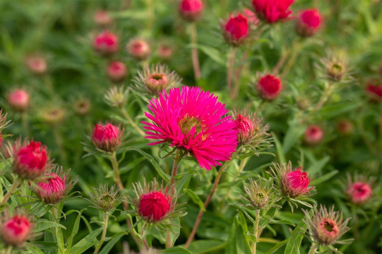 Aster novae-angliae 'Alma Pötschke', Herbstaster, pink, ca. 11x11 cm Topf