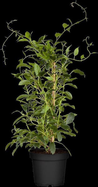 Actinidia arguta 'Issai', Kiwi, selbstfruchtend, 60–100 cm