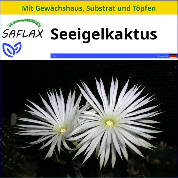 SAFLAX Anzucht Set - Seeigelkaktus - Echinopsis mirabilis - 40 Samen - Mit Mini-Gewächshaus, Anzuchtsubstrat und 2 Töpfen