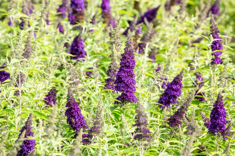 Buddleja 'Buzz Midnight', Schmetterlingsflieder, dunkelviolett, 40–60 cm