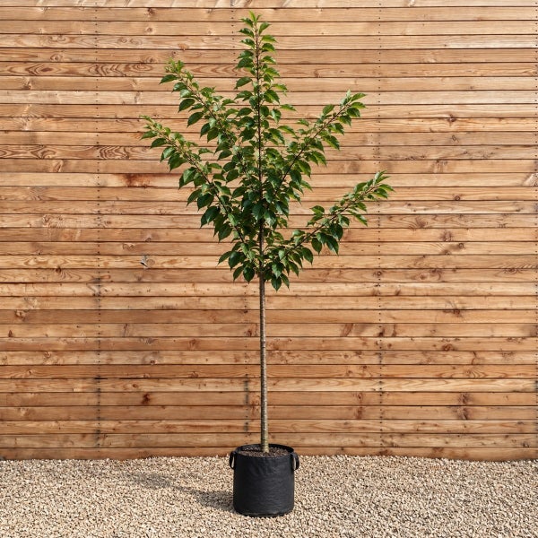 Junger Baum mit grünen Blättern in einem schwarzen Pflanzgefäß vor einer hölzernen Lamellenwand.